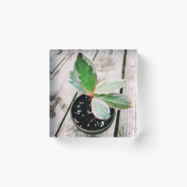 Item preview, Peperomia Ginny designed and sold by grdnstplantmom.