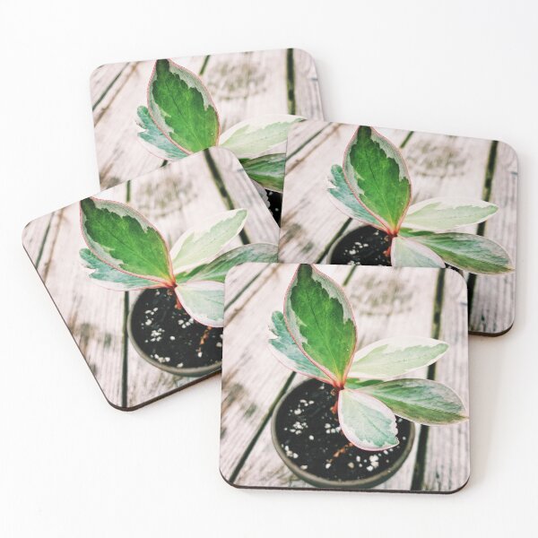 Item preview, Peperomia Ginny designed and sold by grdnstplantmom.