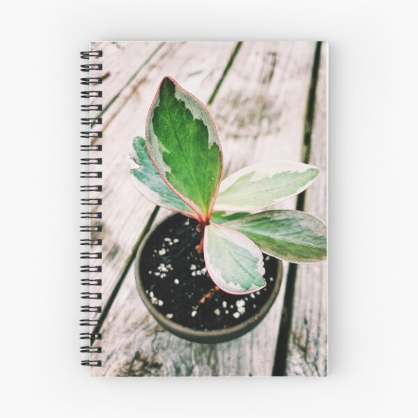 Item preview, Peperomia Ginny designed and sold by grdnstplantmom.
