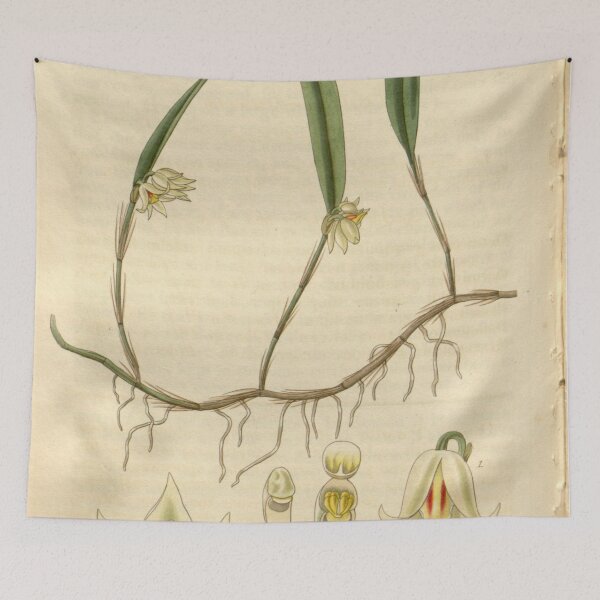 Item preview, Octomeria graminifolia Curtis' 54 (N.S. 1) pl. 2764 (1827) designed and sold by EsotericBotanic.