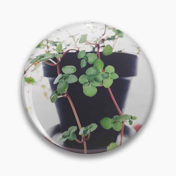 Item preview, Pilea Glauca designed and sold by grdnstplantmom.