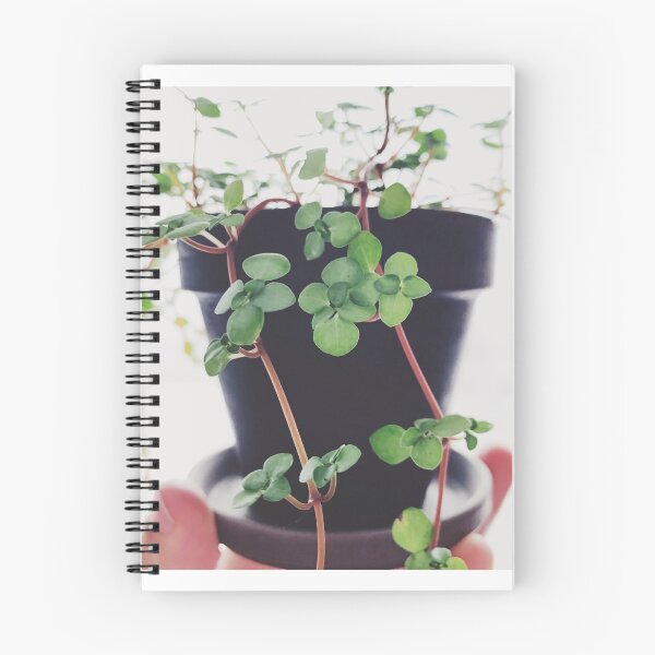 Item preview, Pilea Glauca designed and sold by grdnstplantmom.