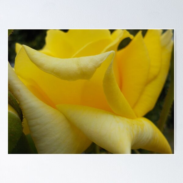 Item preview, Yellow Rose designed and sold by GriffMAD.