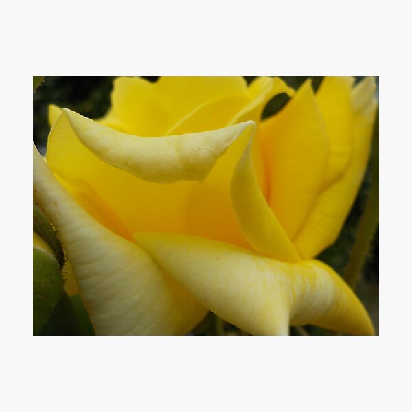 Aperçu de l'œuvre Yellow Rose créée et vendue par GriffMAD.