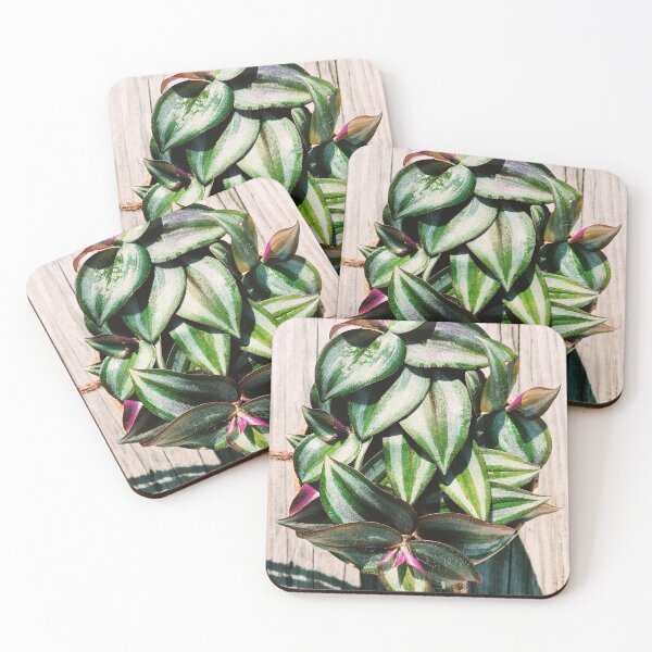 Item preview, Tradescantia Zebrina designed and sold by grdnstplantmom.