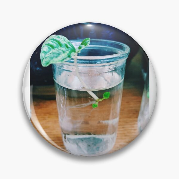 Item preview, Peperomia Ripple-Propagation designed and sold by grdnstplantmom.