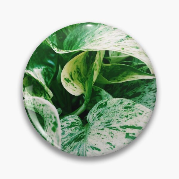Item preview, Marble Queen Pothos 3 designed and sold by grdnstplantmom.