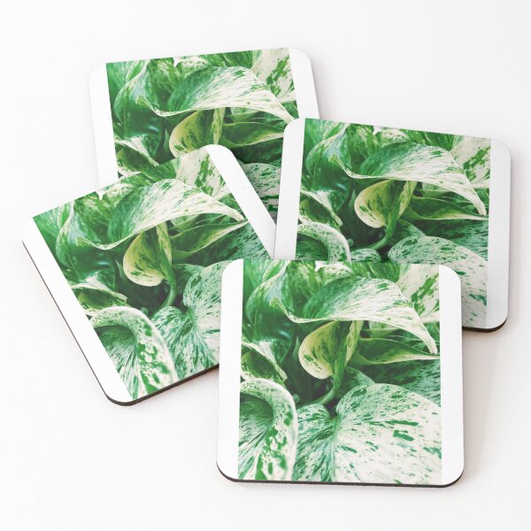 Item preview, Marble Queen Pothos 3 designed and sold by grdnstplantmom.