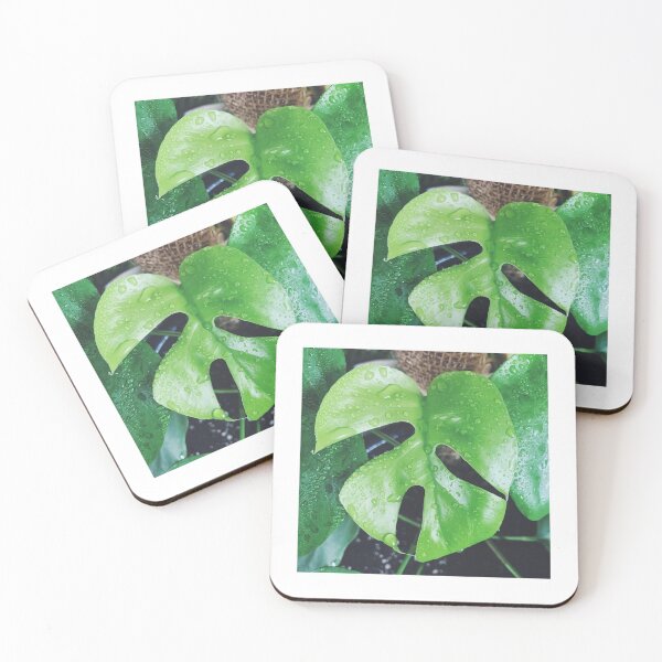 Item preview, Rhaphidophora Tetrasperma 2 designed and sold by grdnstplantmom.