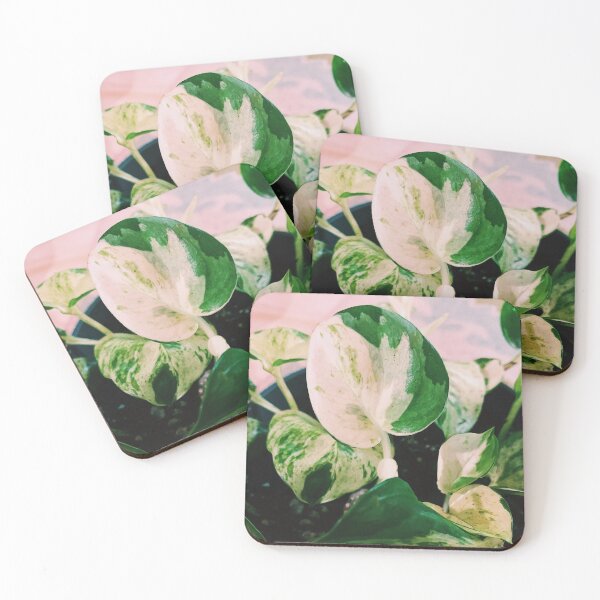 Item preview, Manjula Pothos designed and sold by grdnstplantmom.