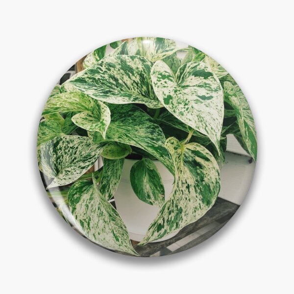 Item preview, Marble Queen Pothos 4 designed and sold by grdnstplantmom.