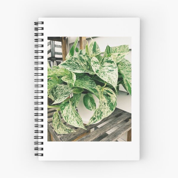 Item preview, Marble Queen Pothos 4 designed and sold by grdnstplantmom.