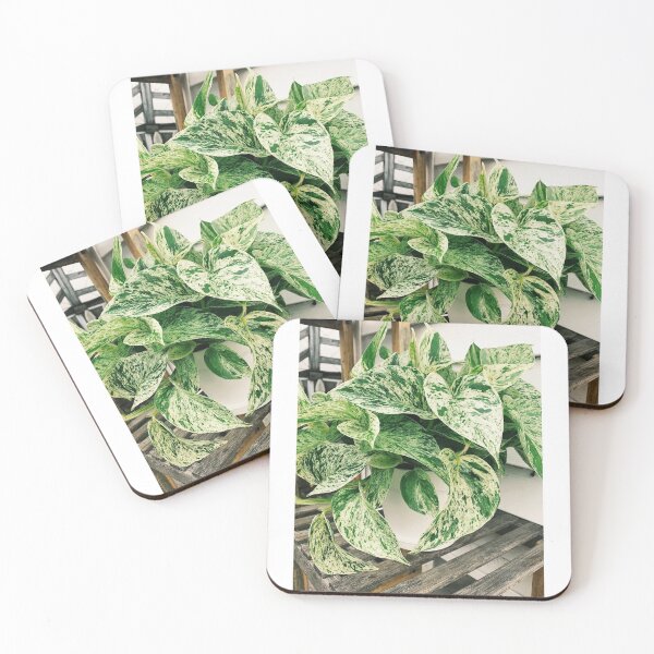 Item preview, Marble Queen Pothos 4 designed and sold by grdnstplantmom.