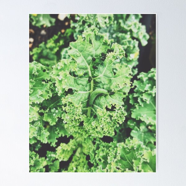 Item preview, Garden Kale and Caterpillar designed and sold by grdnstplantmom.