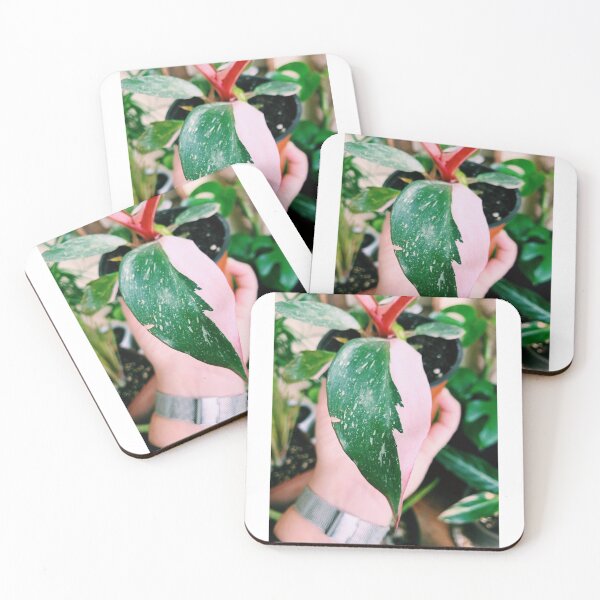 Item preview, Philodendron Pink Princess designed and sold by grdnstplantmom.