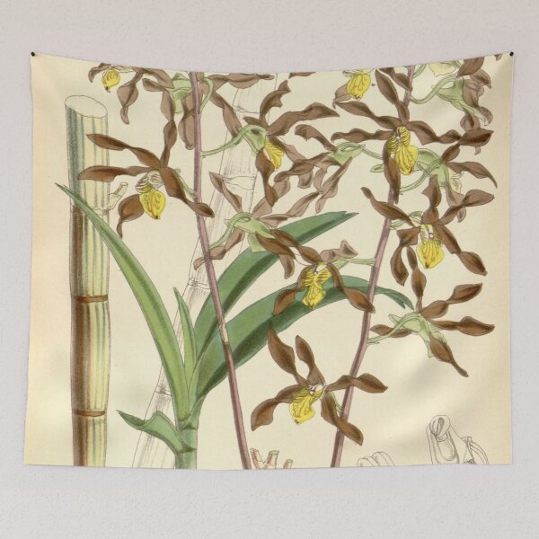 Item preview, Dendrobium johannis designed and sold by EsotericBotanic.