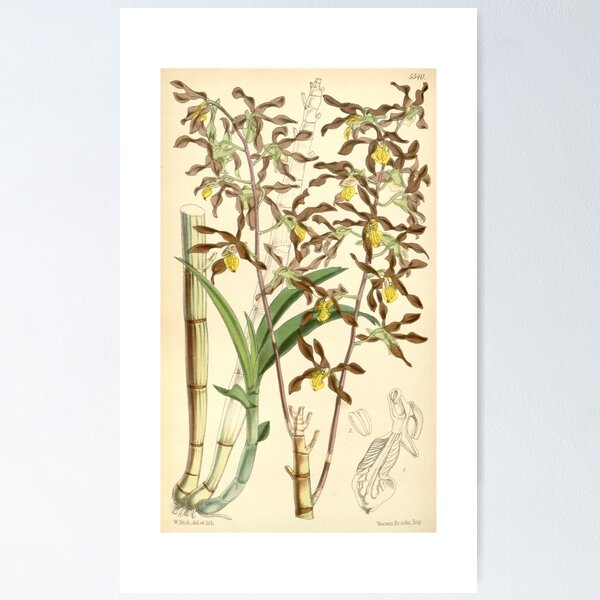 Item preview, Dendrobium johannis designed and sold by EsotericBotanic.