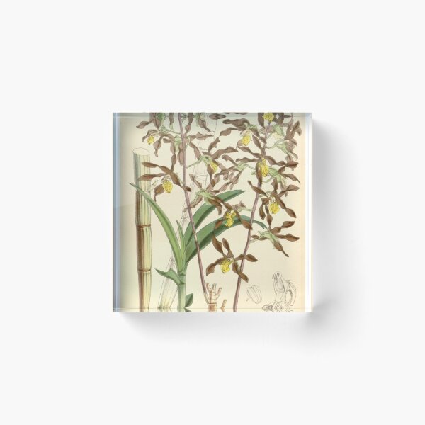 Item preview, Dendrobium johannis designed and sold by EsotericBotanic.