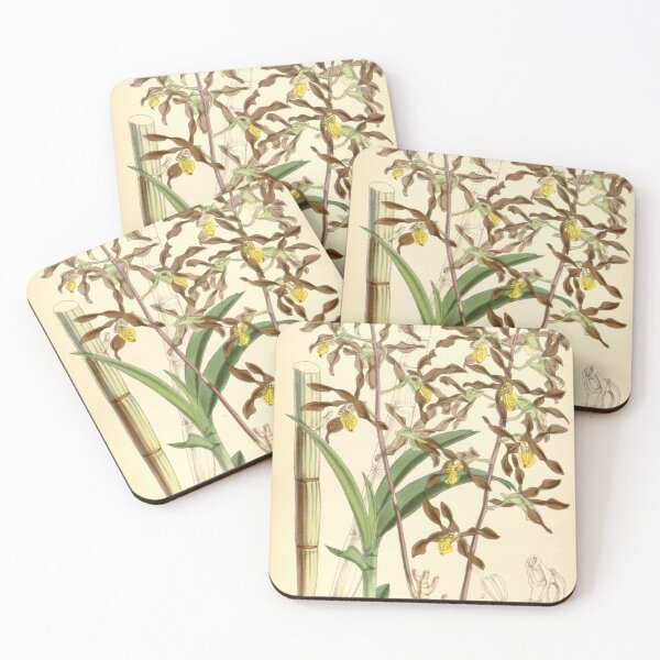 Item preview, Dendrobium johannis designed and sold by EsotericBotanic.