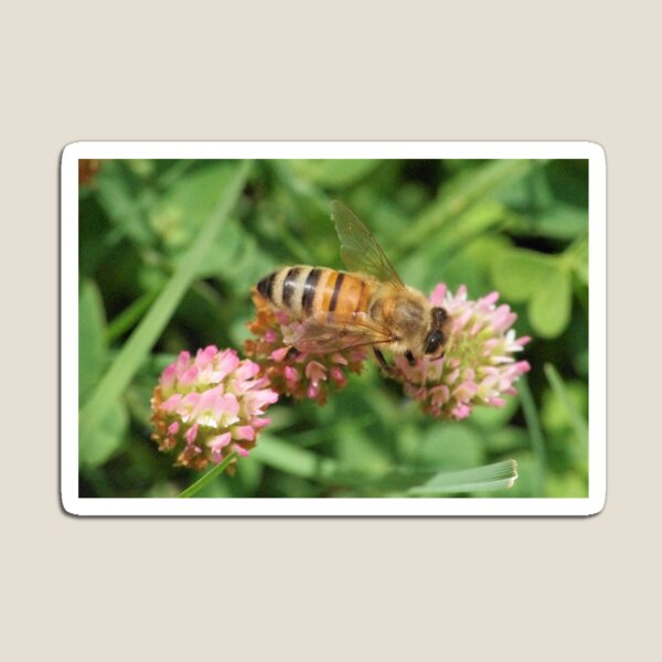 Aperçu de l'œuvre To Bee or not To Bee créée et vendue par clairepullan.