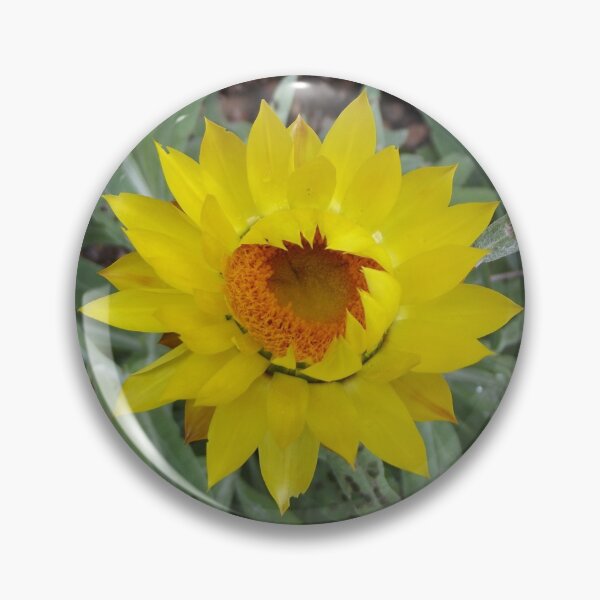 Item preview, Yellow everlasting daisy designed and sold by greentiger1.
