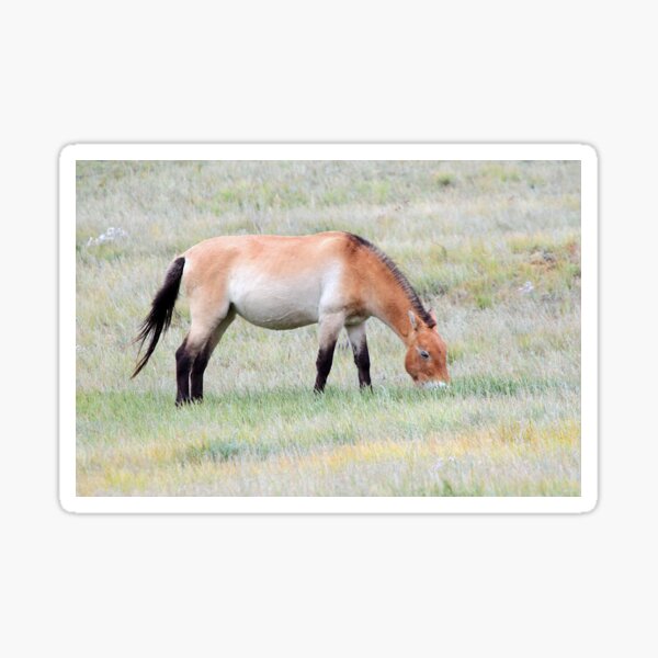 Aperçu de l'œuvre Le cheval de Przewalski, Mongolie créée et vendue par Carole-Anne.