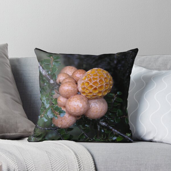 Item preview, Orange Beech Fungi, Cradle Mountain, Tasmania, Australia. designed and sold by kaysharp.