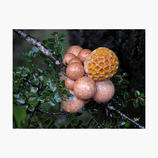 Item preview, Orange Beech Fungi, Cradle Mountain, Tasmania, Australia. designed and sold by kaysharp.