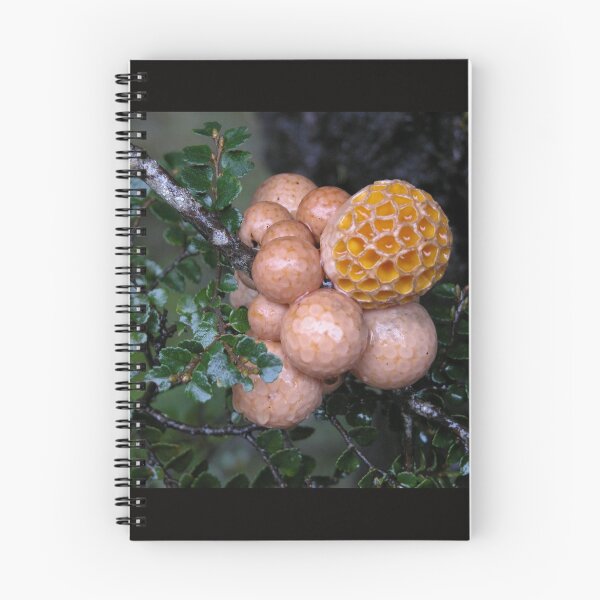 Item preview, Orange Beech Fungi, Cradle Mountain, Tasmania, Australia. designed and sold by kaysharp.