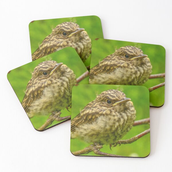Item preview, Disheveled young thrush bird designed and sold by yarvin13.