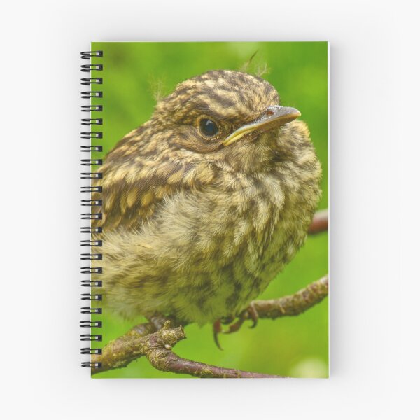Item preview, Disheveled young thrush bird designed and sold by yarvin13.