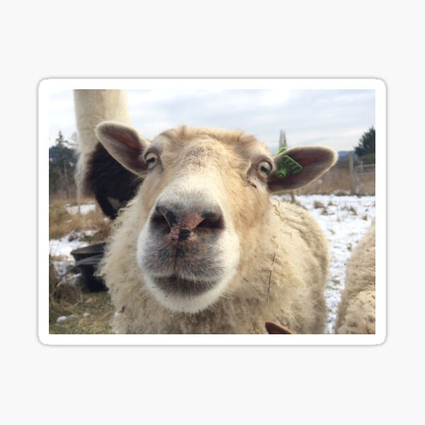 Maddy the Sheep Sticker