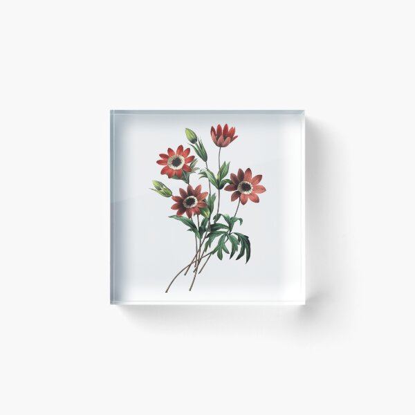 Item preview, Windflower Vibrant Flower Vintage Retro Art Botanical Illustration designed and sold by HumanlineImages.