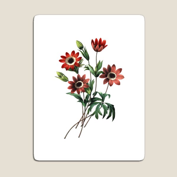 Aperçu de l'œuvre Windflower Vibrant Flower Illustration Botanique Art Rétro Vintage créée et vendue par HumanlineImages.