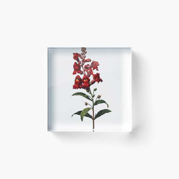 Item preview, Dragon Flower Vintage Retro Art Botanical Illustration designed and sold by HumanlineImages.