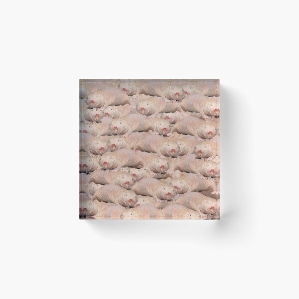 Item preview, Search image: Find the naked mole rat. designed and sold by ubaDesigns.