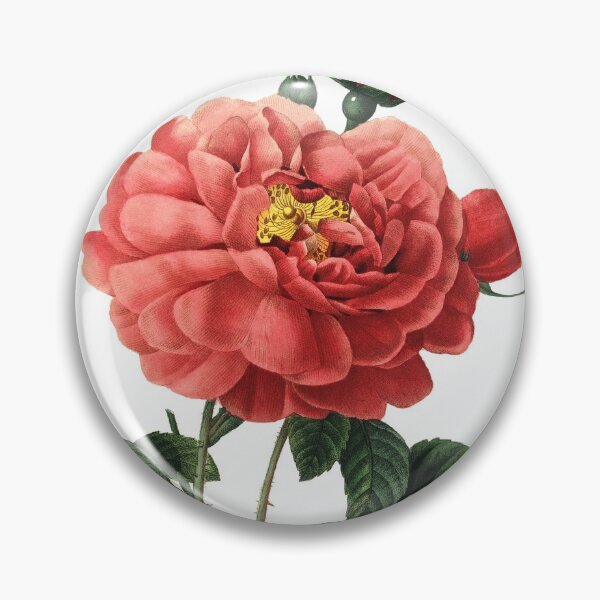 Item preview, Duchess of Orleans French Rose Flower Vintage Retro Art Botanical Illustration designed and sold by HumanlineImages.