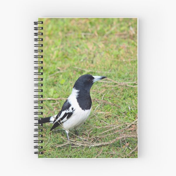 Item preview, Adult Pied Butcherbird designed and sold by W E NIXON  PHOTOGRAPHY.