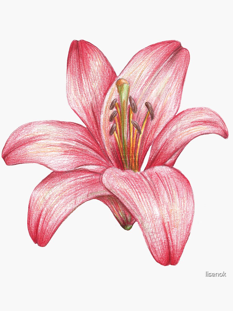 flor del lirio de lisenok