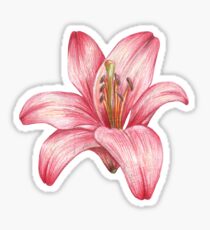 Lilie Sticker