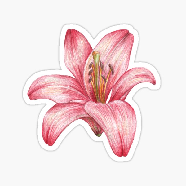 lily flower Sticker