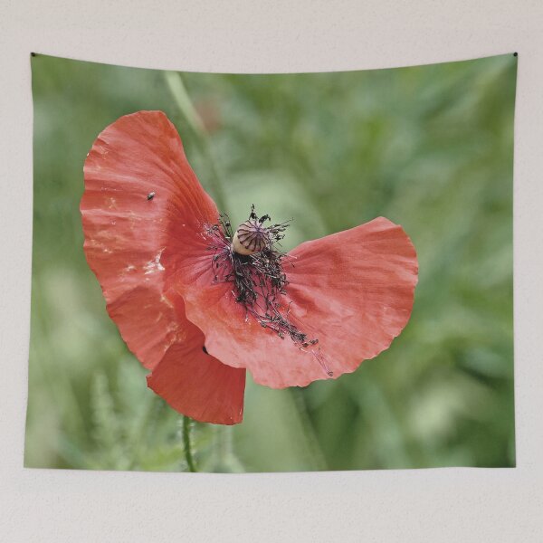 Item preview, r 2563/   8 "  un Coquelicot  comme un Cavalier à Cheval - a Poppy like a Rider on Horseback " par Okaio Créations   Olavia&Olao designed and sold by o.okaïo.