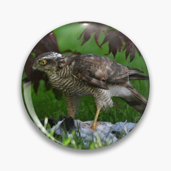 Item preview, Sparrowhawk designed and sold by RobinDHunter.