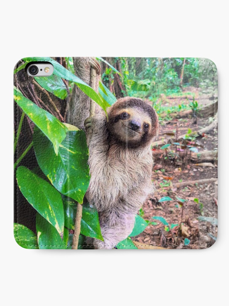 Baby sloth jungle rainforest Pura Vida Costa Rica cute