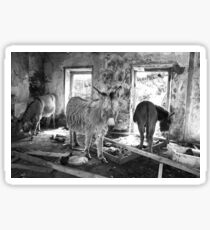 Wild Irish Donkeys Sticker