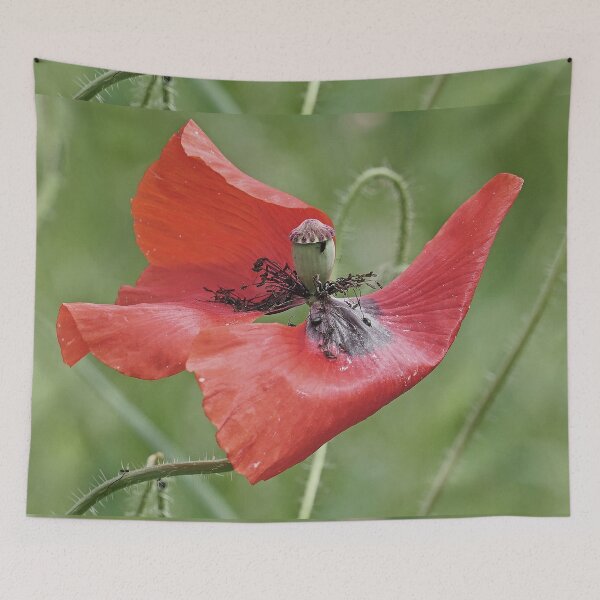 Item preview, r 2564/   9 "  un Coquelicot  comme sur un Bateau célébre à la prou ! " Je suis le Roi du monde et au delà... "  par Okaio Créations   Olavia&Olao designed and sold by o.okaïo.