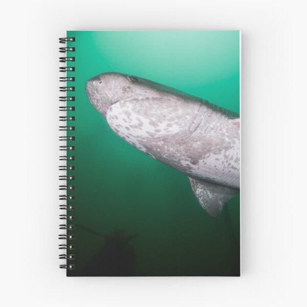 Item preview, Broadnose Sevengill Shark, South Africa designed and sold by Erik Schlogl.