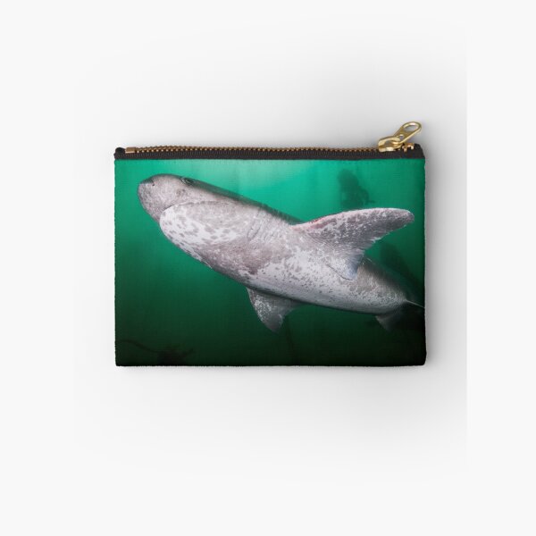 Item preview, Broadnose Sevengill Shark, South Africa designed and sold by Erik Schlogl.