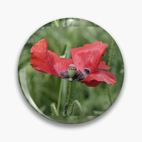 Item preview, r 2565/   10 "  Le Zorro des Coquelicots, The Poppy Zorro " par Okaio Créations   Olavia&Olao designed and sold by o.okaïo.