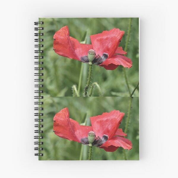 Artikelvorschau, r 2565/   10 "  Le Zorro des Coquelicots, The Poppy Zorro " par Okaio Créations   Olavia&Olao entworfen und verkauft von o.okaïo.